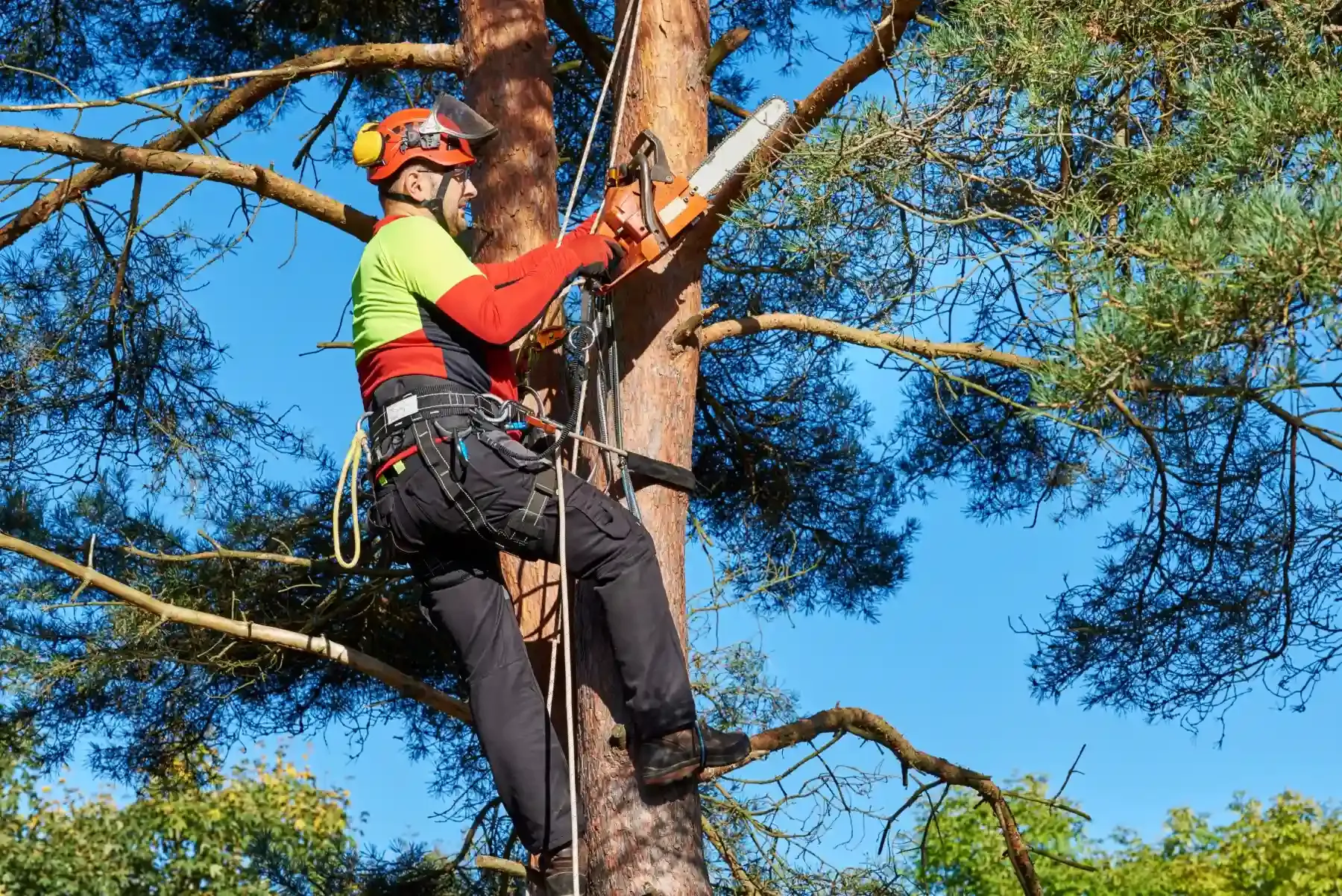 Round Rock Tree Trimming Services